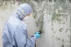 Why You Should Choose Our Mold Remediation Services in Gerber, CA